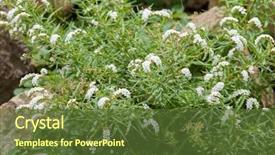  Presentation with serengeti africa - PPT theme with white flowers of scorpion's background and a tawny brown colored foreground