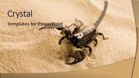  Presentation with footsteps footprints in the sand - Presentation having scorpion on the sand background and a lemonade colored foreground