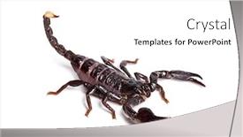  Presentation with front of burj khalifa - Slide deck enhanced with scorpion pandinus dictator in front background and a white colored foreground