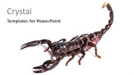  Presentation with front of burj khalifa - Amazing slide set having scorpion pandinus dictator in front backdrop and a white colored foreground