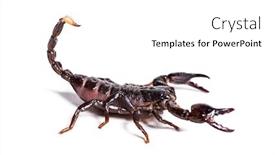  Presentation with white - Colorful presentation enhanced with scorpion pandinus dictator in front backdrop and a white colored foreground