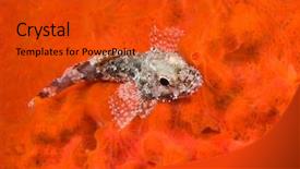  Presentation with marine - Amazing slide set having scorpionfish on red sponge backdrop and a red colored foreground