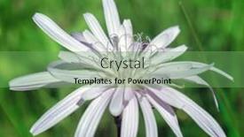  Presentation with alps - Beautiful slide set featuring scorzonera-purpurea-or-podospermum-purpureum backdrop and a seafoam green colored foreground