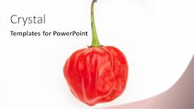  Presentation with scotch - Beautiful presentation theme featuring scotch-bonnet-chili-pepper backdrop and a white colored foreground