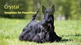  Presentation with scotch - Amazing presentation design having scotch terrier on green grass backdrop and a tawny brown colored foreground