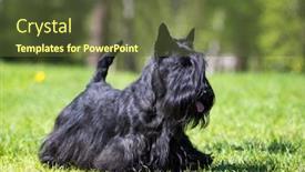  Presentation with scotch - Cool new slide set with scotch terrier on green grass backdrop and a tawny brown colored foreground