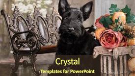  Presentation with scotch - Theme consisting of scotch terrier puppy 3 months background and a tawny brown colored foreground