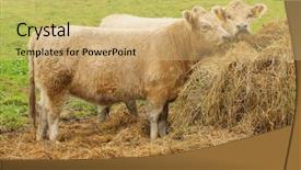  Presentation with cattle beef - Presentation theme featuring scotland where it originate background and a yellow colored foreground