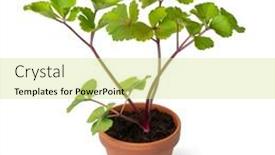  Presentation with plant - Presentation design featuring scots-lovage-plant background and a yellow colored foreground