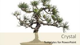  Presentation with bonsai - Slide deck featuring scots pine bonsai tree pinus background and a lemonade colored foreground