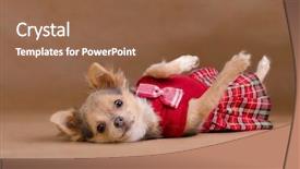  Presentation with kilt - PPT layouts featuring scottie dog - chihuahua puppy wearing red kilt background and a tawny brown colored foreground