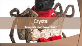  Presentation with cute christmas pug puppy dog - Amazing slides having scottie dog - christmas puppy - scottish terrier backdrop and a coral colored foreground