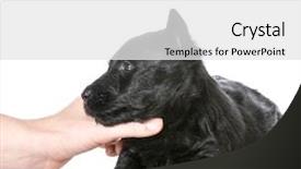  Presentation with puppy - PPT layouts with scottie dog - hand holding scottish terrier puppy background and a  colored foreground