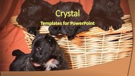  Presentation with four elements of the - Slide deck having scottie dog - litter of puppies - four background and a tawny brown colored foreground