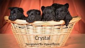  Presentation with ocean litter - Slide set with scottie dog - litter of scottish terrier puppies background and a coral colored foreground