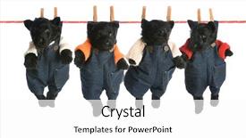  Presentation with old dog - Presentation theme with scottie dog - litter of scottish terrier puppies background and a white colored foreground