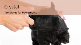  Presentation with puppy - Audience pleasing presentation theme consisting of scottie dog - puppy chewing on owners finger backdrop and a coral colored foreground