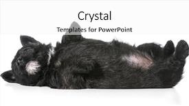  Presentation with double down - Colorful presentation theme enhanced with scottie dog - puppy laying upside down backdrop and a white colored foreground