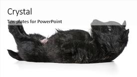  Presentation with puppy - Slide set consisting of scottie dog - puppy laying upside down background and a white colored foreground
