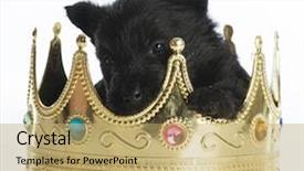  Presentation with kings - Presentation design featuring scottie dog - regal puppy - scottish terrier background and a yellow colored foreground