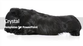  Presentation with puppy - PPT theme consisting of scottie dog - scared puppy - scottish terrier background and a  colored foreground