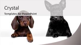  Presentation with scotch - Slide deck consisting of scottie dog - scotch terrier puppy and dachshund background and a white colored foreground
