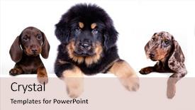  Presentation with scotch - Beautiful slides featuring scottie dog - scotch terrier puppy and dachshund backdrop and a soft green colored foreground