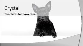  Presentation with scotch - Slides enhanced with scottie dog - scotch terrier scotch terrier puppy background and a white colored foreground