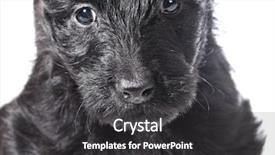  Presentation with puppy - PPT theme having scottie dog - scottish terrier puppy head portrait background and a  colored foreground