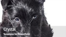  Presentation with puppy - PPT layouts having scottie dog - scottish terrier puppy head portrait background and a  colored foreground