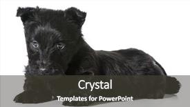  Presentation with archaeological scottish - PPT theme consisting of scottie dog - scottish terrier puppy isolated background and a  colored foreground