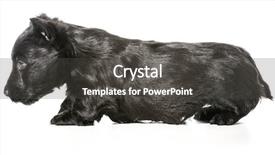  Presentation with puppy - Beautiful PPT layouts featuring scottie dog - scottish terrier puppy isolated backdrop and a  colored foreground