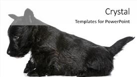  Presentation with puppy - Cool new theme with scottie dog - scottish terrier puppy isolated backdrop and a  colored foreground