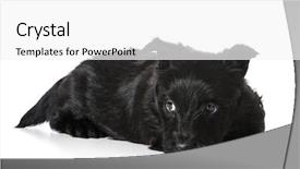  Presentation with old fashioned black and white - Slide set enhanced with scottie dog - scottish terrier puppy laying down background and a white colored foreground