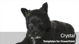  Presentation with scottish flag - Beautiful theme featuring scottie dog - scottish terrier puppy laying down backdrop and a dark gray colored foreground