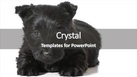  Presentation with puppy - Slide deck featuring scottie dog - scottish terrier puppy laying down background and a  colored foreground