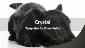  Presentation with scottish flag - Presentation theme with scottie dog - scottish terrier puppy laying down background and a dark gray colored foreground