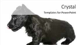  Presentation with lips - Audience pleasing theme consisting of scottie dog - scottish terrier puppy licking lips backdrop and a  colored foreground