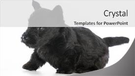  Presentation with old photographs black and white - Theme enhanced with scottie dog - scottish terrier puppy on white background and a  colored foreground