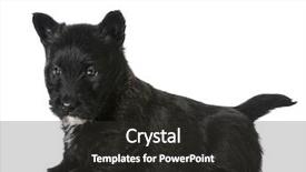  Presentation with sitting teddy bear isolated - PPT theme enhanced with scottie dog - scottish terrier puppy sitting isolated background and a  colored foreground