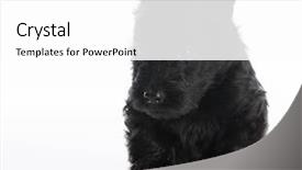  Presentation with puppy - Cool new presentation with scottie dog - scottish terrier puppy sitting backdrop and a  colored foreground