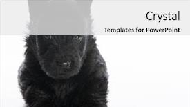  Presentation with puppy - Audience pleasing slides consisting of scottie dog - scottish terrier puppy sitting backdrop and a  colored foreground