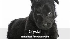  Presentation with old dog - Colorful slide set enhanced with scottie dog - scottish terrier puppy sitting backdrop and a  colored foreground