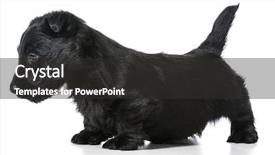  Presentation with scottish flag - Audience pleasing PPT layouts consisting of scottie dog - scottish terrier puppy standing isolated backdrop and a  colored foreground