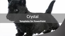  Presentation with old fashioned black and white - Cool new presentation with scottie dog - scottish terrier puppy standing backdrop and a  colored foreground