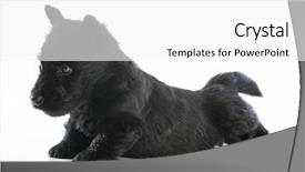  Presentation with old big bike on white - Presentation with scottie dog - scottish terrier puppy standing background and a  colored foreground