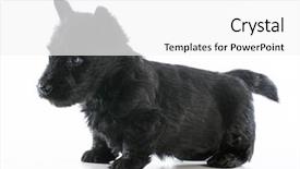  Presentation with old photographs black and white - Audience pleasing slide deck consisting of scottie dog - scottish terrier puppy standing backdrop and a white colored foreground