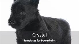  Presentation with old fashioned black and white - Slide deck consisting of scottie dog - scottish terrier puppy standing background and a dark gray colored foreground