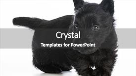  Presentation with puppy - PPT layouts featuring scottie dog - scottish terrier puppy standing background and a  colored foreground