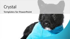  Presentation with puppy - Cool new PPT layouts with scottie dog - scottish terrier puppy wearing blue backdrop and a white colored foreground